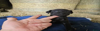 Patterdale Terrier 3 - Carter 