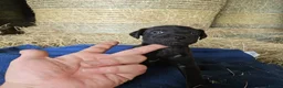 Patterdale Terrier dogs for sale: Patterdale Terriers  - Advert 21