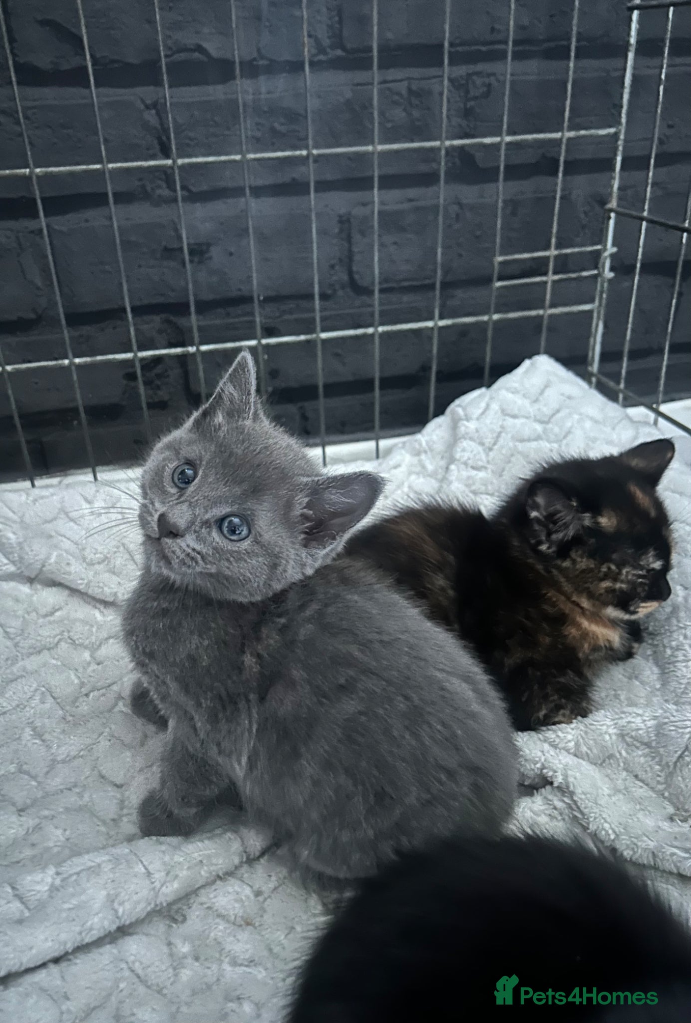 Mixed Breed cats 1 male and 4 female kittens  - Advert 2