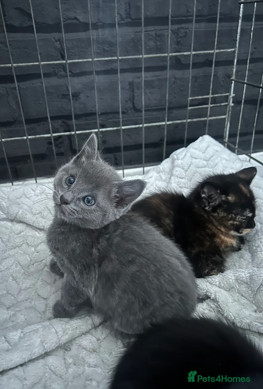 Mixed Breed cats for sale: 1 male and 4 female kittens  in Southampton - Advert 1