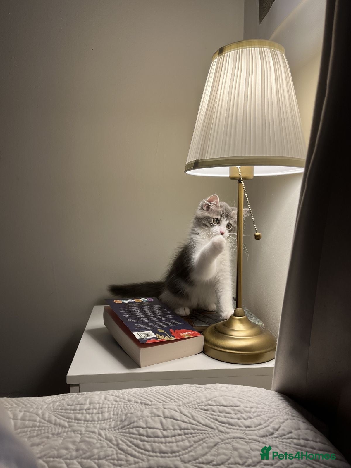 Scottish Fold cats for sale: Scottish fold grey and white kitten  - Advert 2