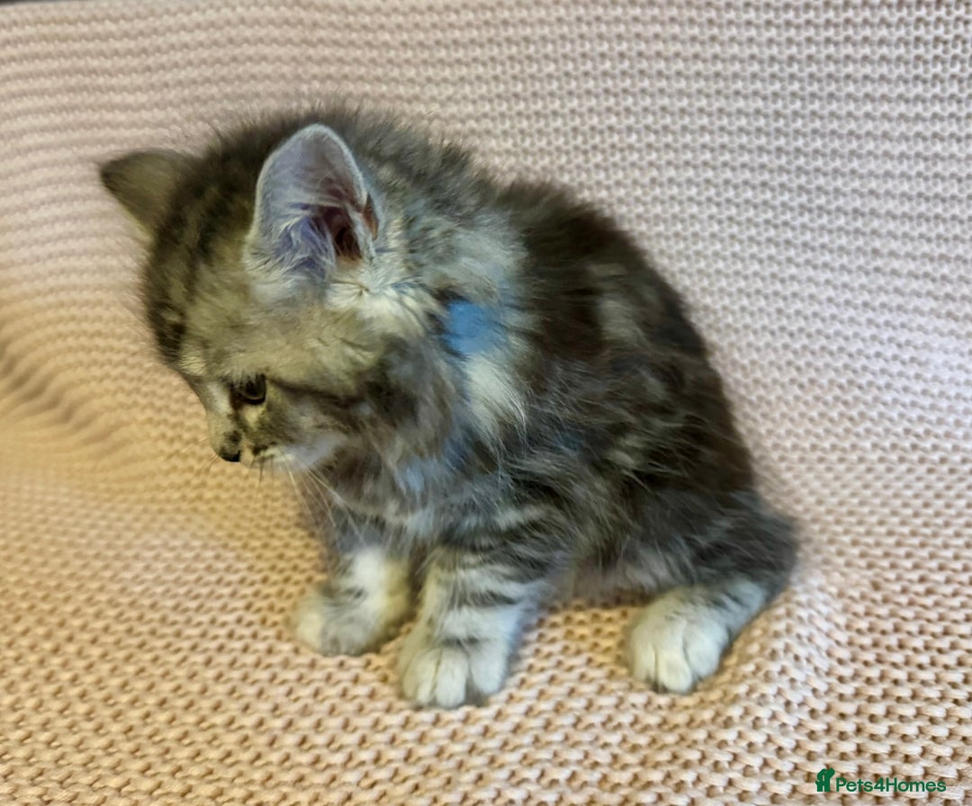 Maine Coon cats for sale: Maine Coon Bengal Cross - Advert 3