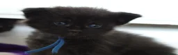 Maine Coon cats for sale: 🔥Gorgeous Maine Coons Available🔥 - Advert 13