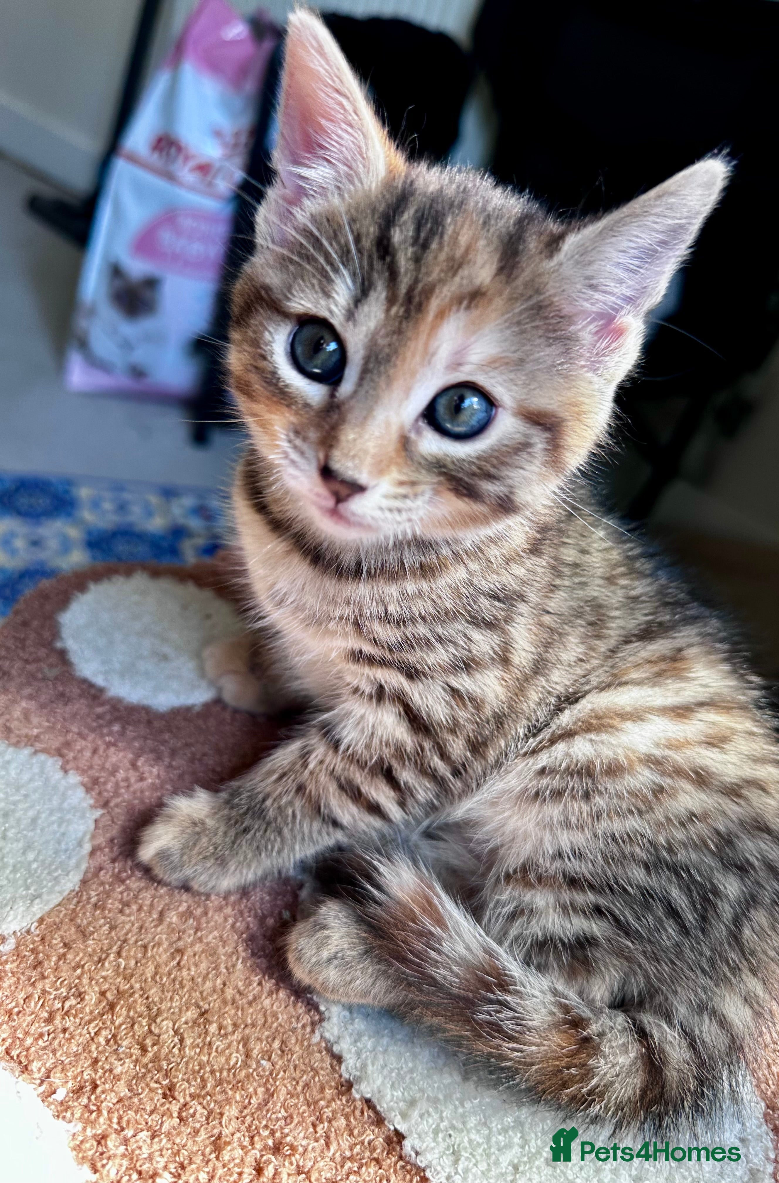 Mixed Breed cats Adorable bengal&tabby mix kittens  - Advert 2