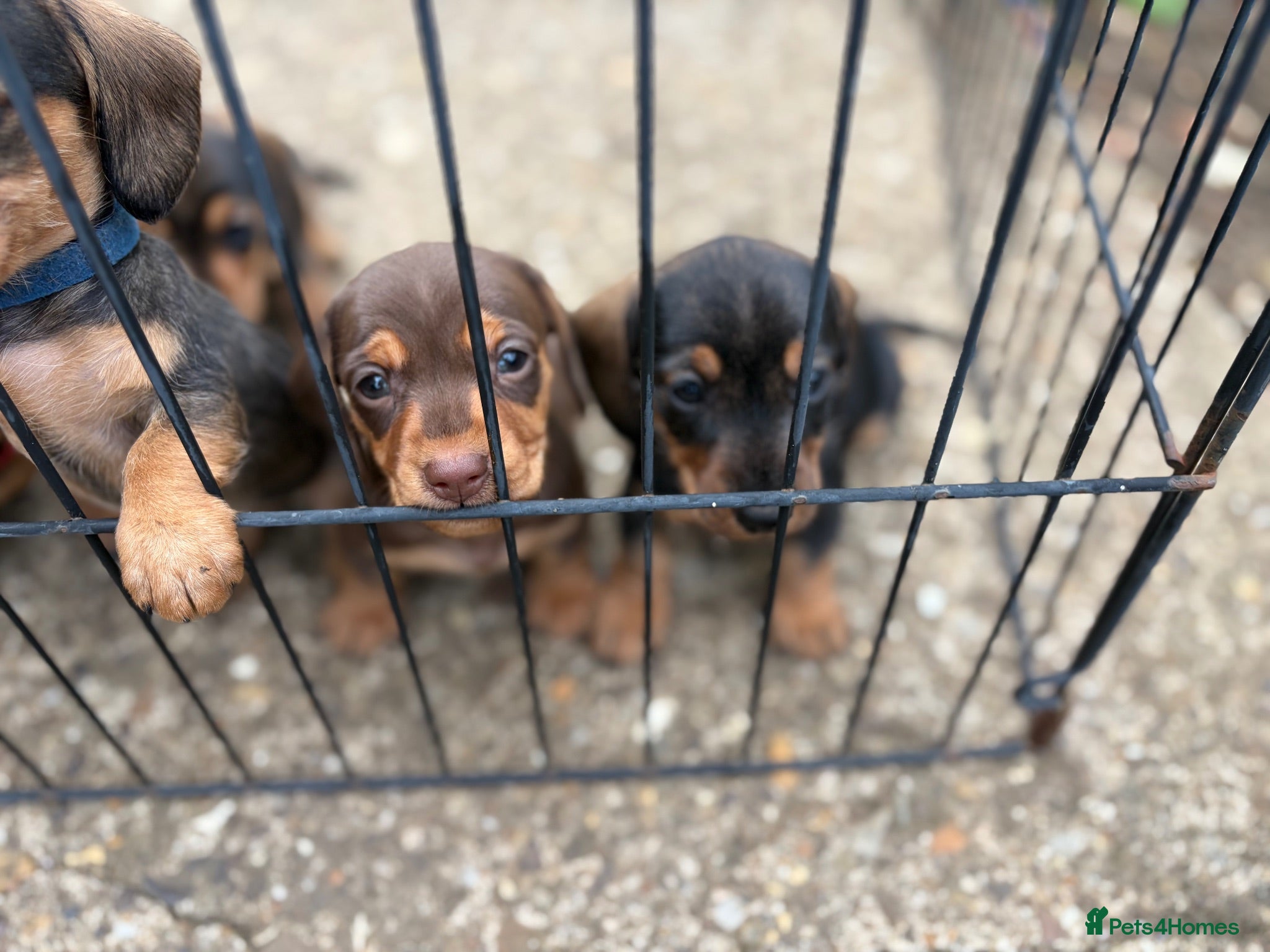 Miniature Dachshund dogs Miniature Daschunds - Advert 2