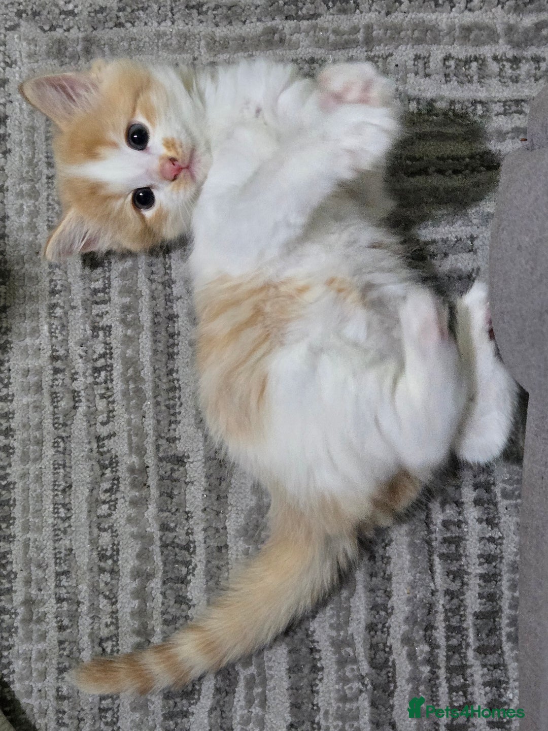 British Longhair cats for sale: 3 male kittens for sale  in Harrow - Image 6