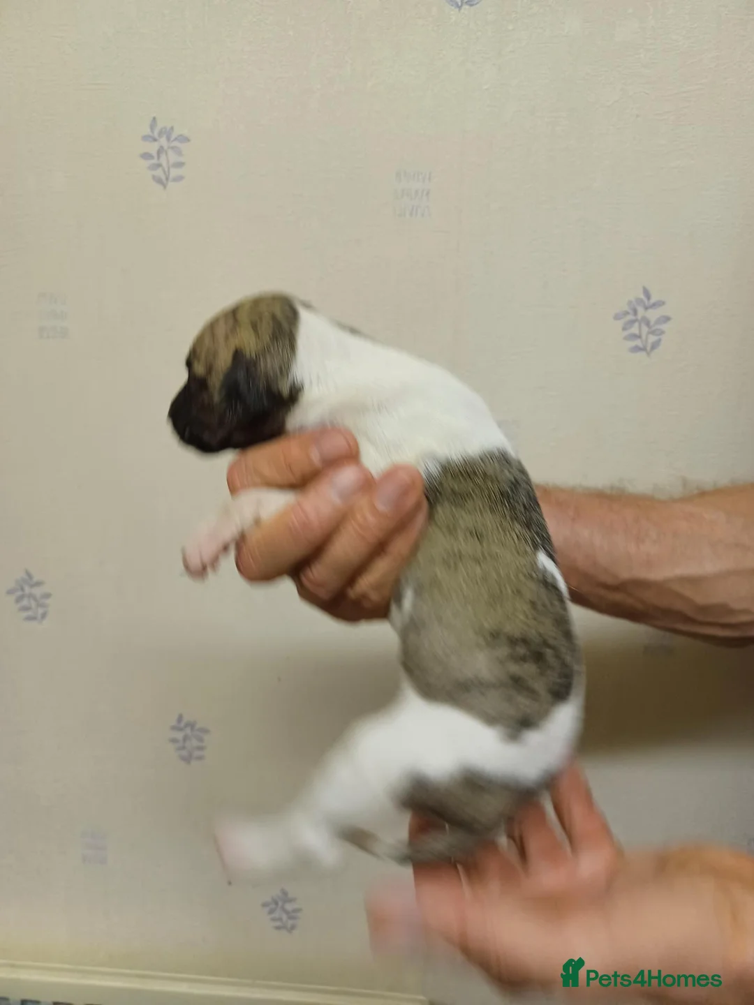 Whippet dogs for sale: RKC Whippet Puppies - Advert 2
