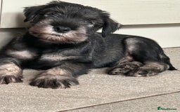 Schnauzer dogs for sale: Standard schnauzer Male pup - Image 4