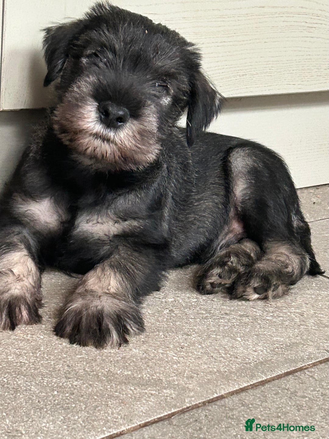 Schnauzer dogs for sale: Standard schnauzer Male pup - Image 4