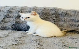 Scottish Fold cats for sale: Gold White Scottish Straight Rare Kitten  - Image 6