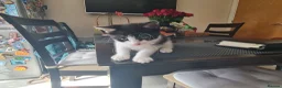 Mixed Breed cats for sale: ***Black and White Male Kitten For Sale*** - Advert 6