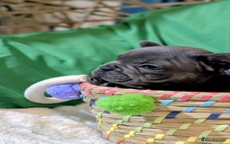 French Bulldog dogs for sale: Stunning French bulldog puppies 🐕 - Image 21