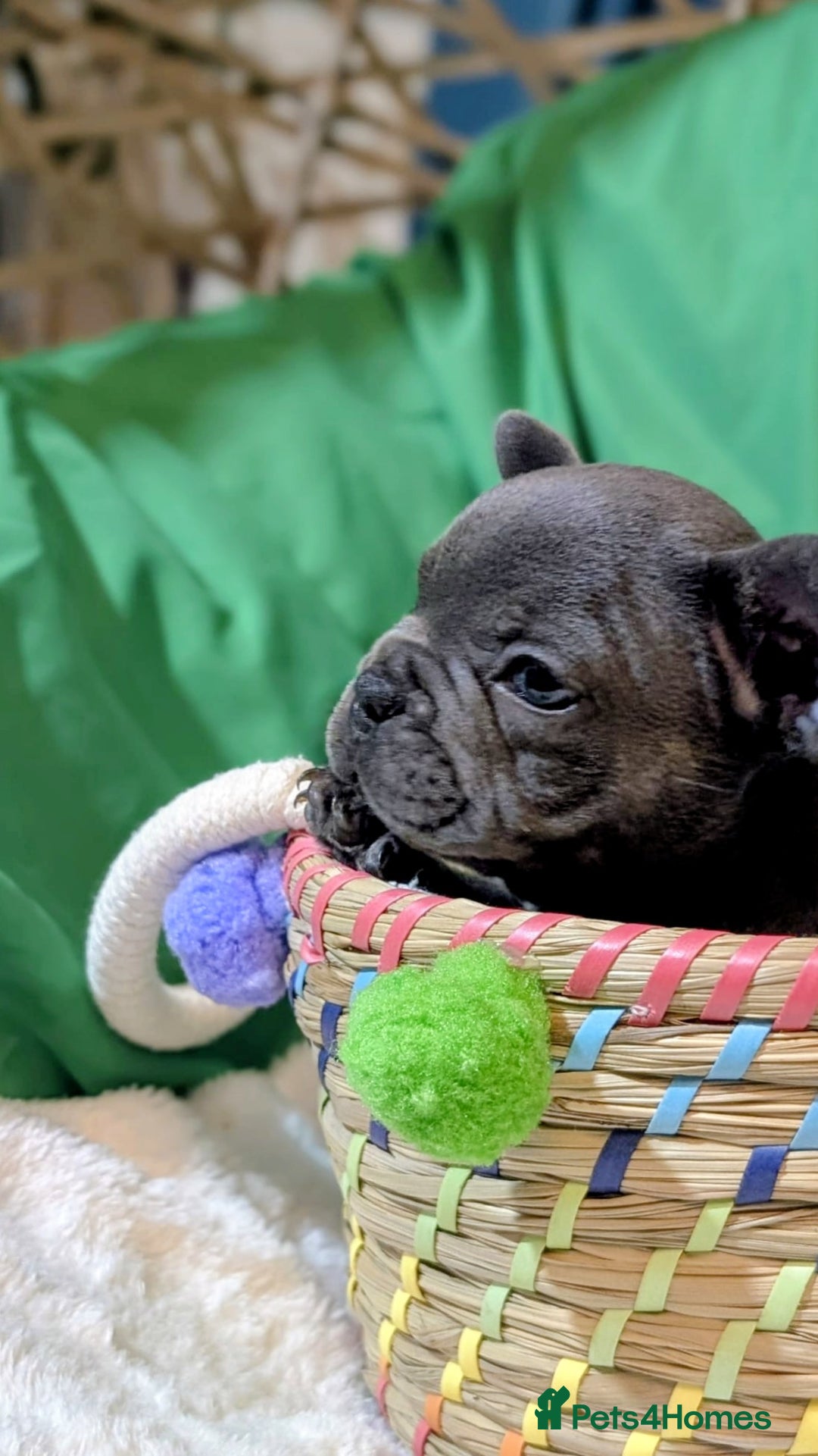 French Bulldog dogs for sale: Stunning French bulldog puppies 🐕 - Image 21