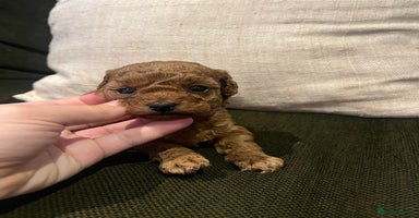 Toy Poodle dogs - Advert 4