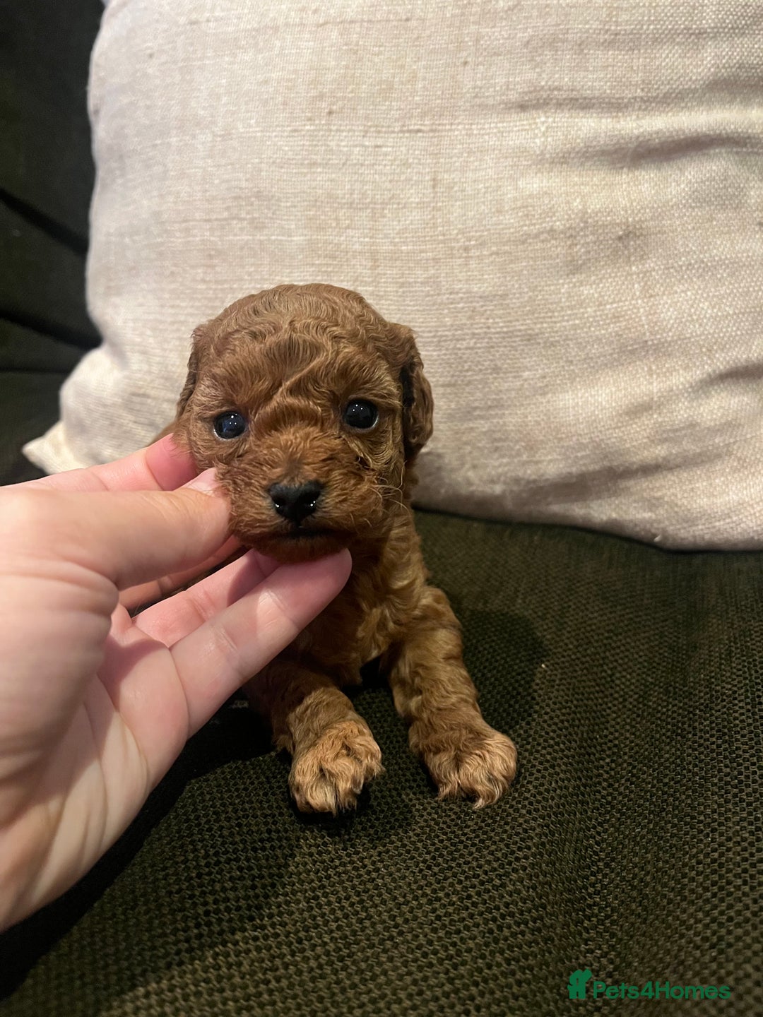 Toy Poodle dogs for sale: Teddy bear red asian/toy poodle puppies 🧸  - Advert 10