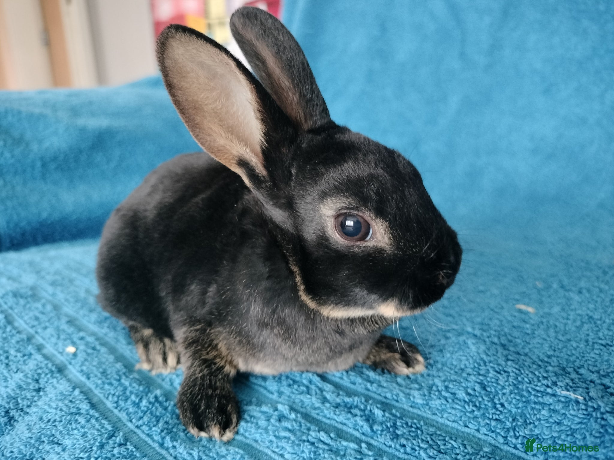 Rex rabbits Baby mini rex for sale  - Advert 14