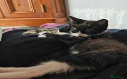 Khao Manee cats for sale: Mixed price Khao Manee kittens  - Image 19