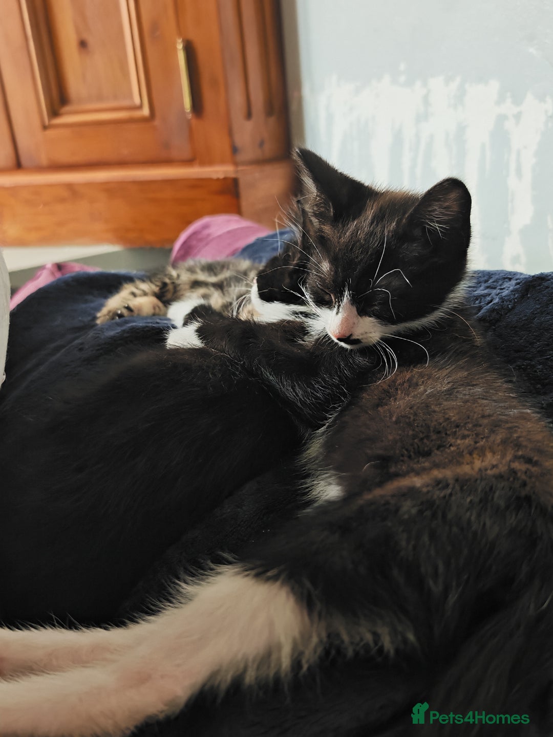 Khao Manee cats for sale: Mixed price Khao Manee kittens  - Image 19
