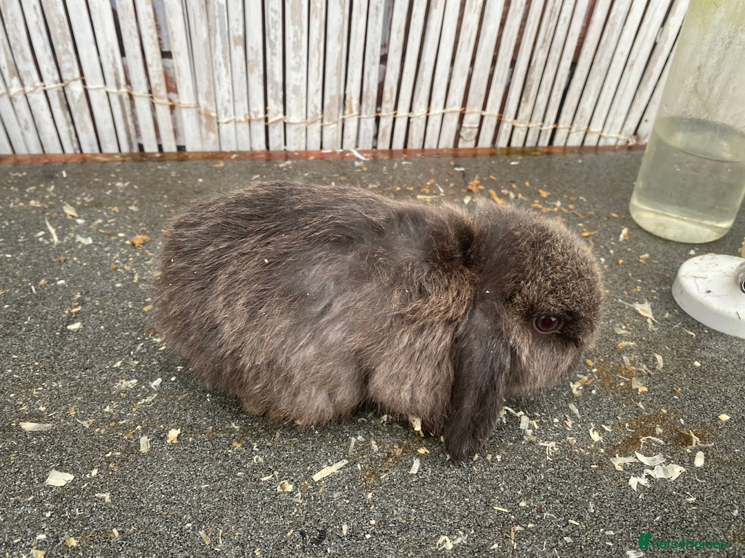 Mini Lop rabbits for sale: Mini lops - Advert 5