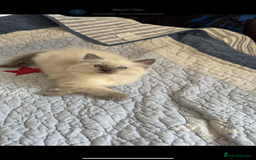 Ragdoll cats for sale: Stunning GCCF reg ragdoll kittens available now  - Image 10