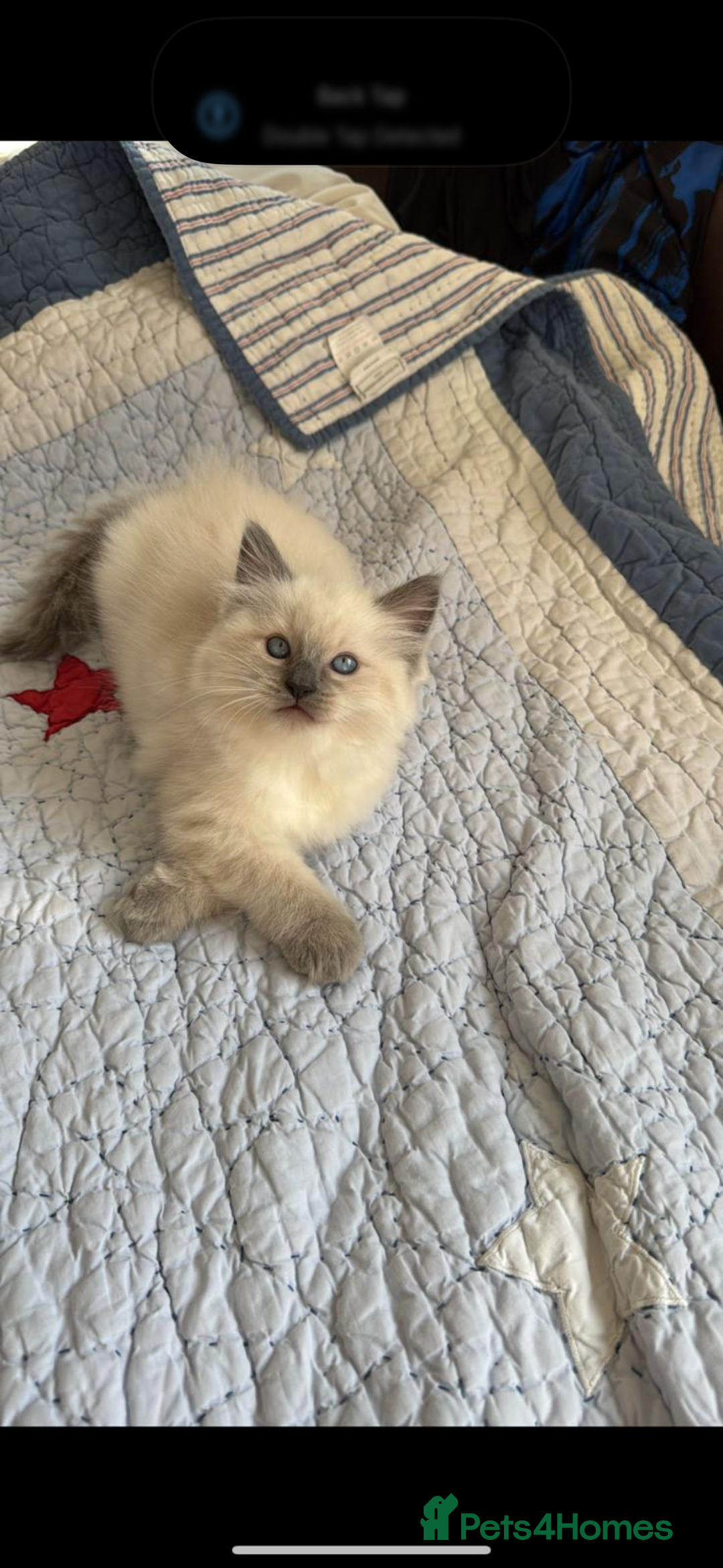 Ragdoll cats for sale: Stunning GCCF reg ragdoll kittens available now  - Image 10