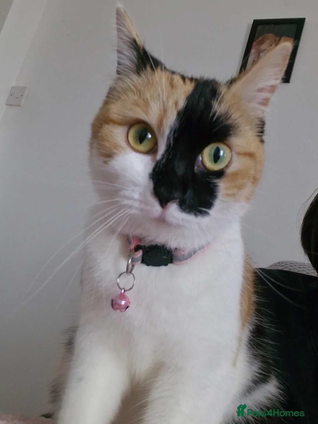 Mixed Breed cats for sale: Calico cat - Advert 1