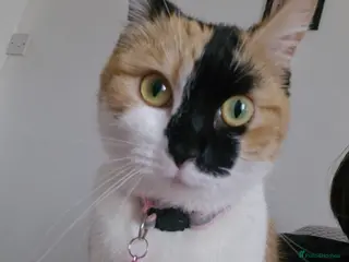 Mixed Breed cats Calico cat - Advert 2