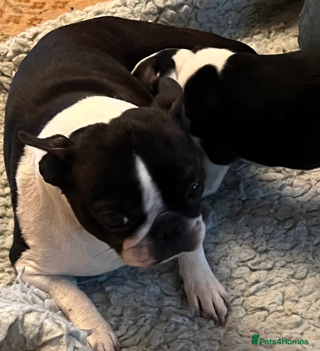 Boston Terrier dogs for sale: Boston Terrier male puppy - Advert 2