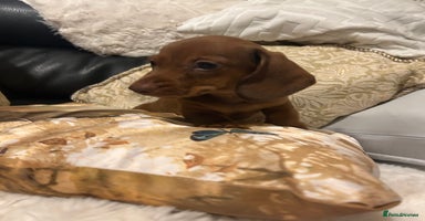 Miniature Dachshund dogs - Advert 5