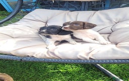 English Springer Spaniel dogs for sale: Kc reg English springer spaniel pups  - Image 11