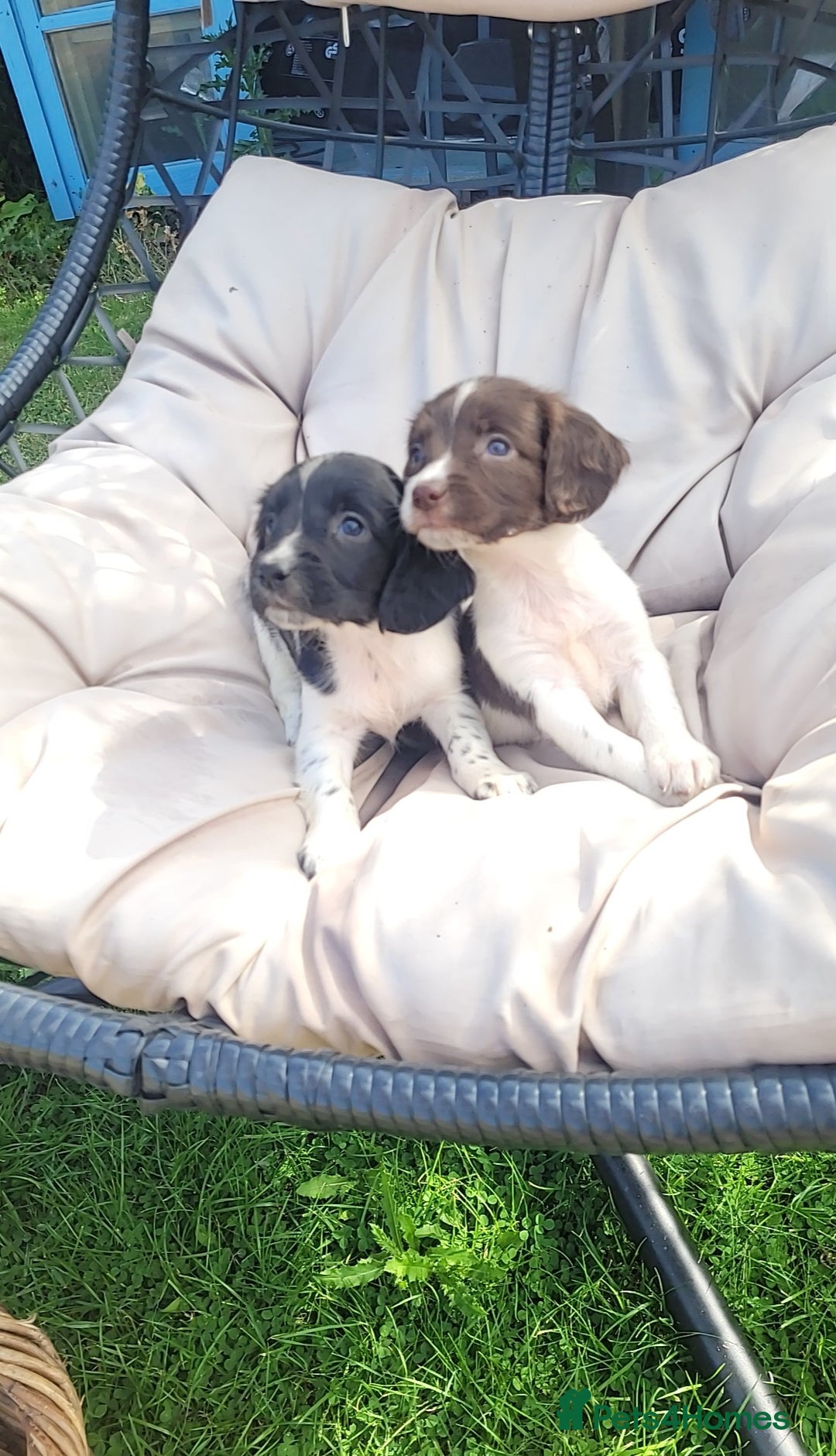 English Springer Spaniel dogs for sale: Kc reg English springer spaniel pups  - Image 11