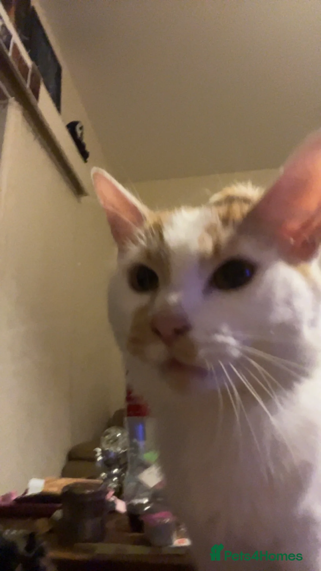 Mixed Breed cats for sale: Dorito  in Bishop Auckland - Advert 8