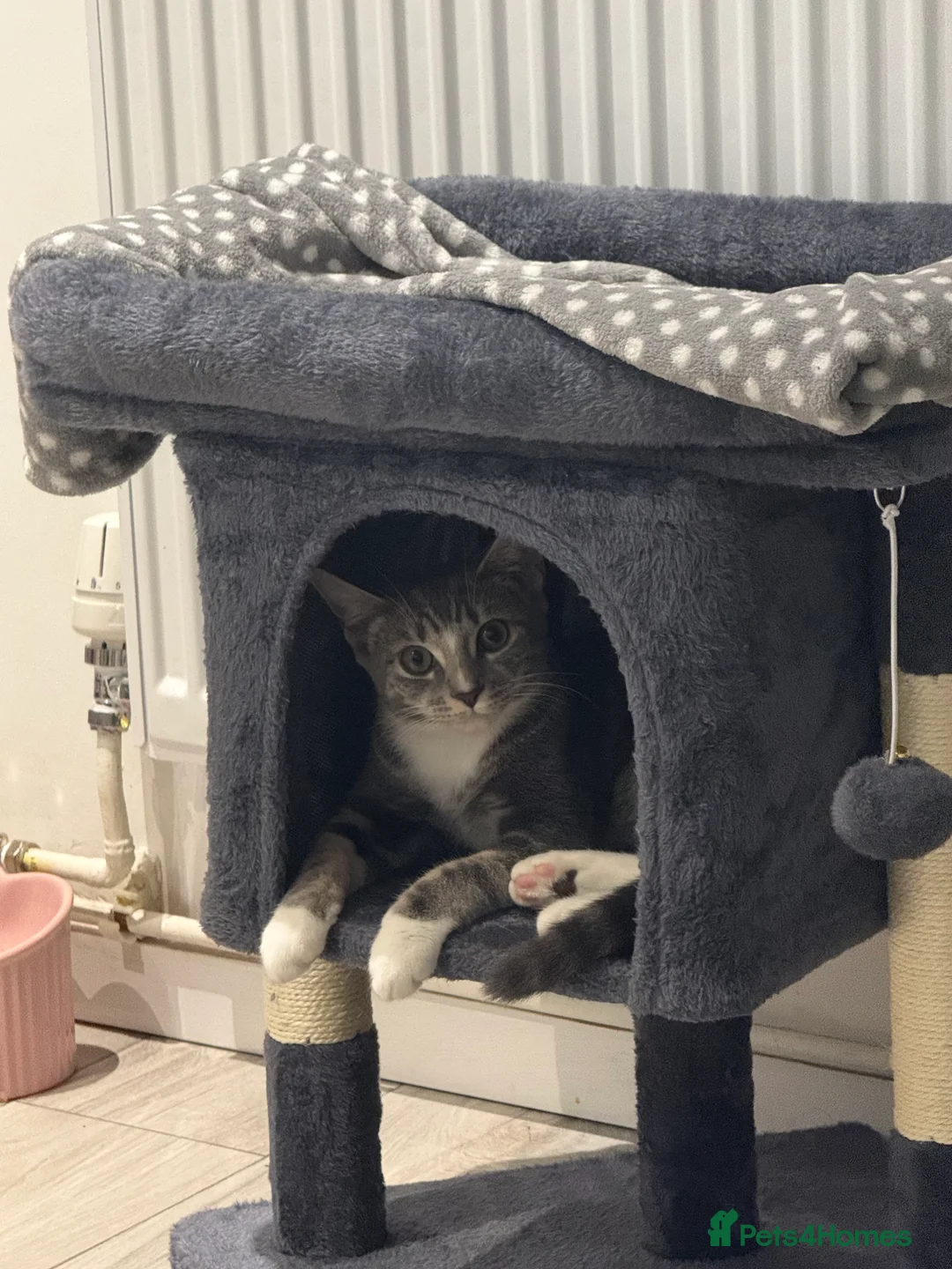 Domestic Shorthair cats for sale: Sweet Romi looking for loving home  - Advert 9