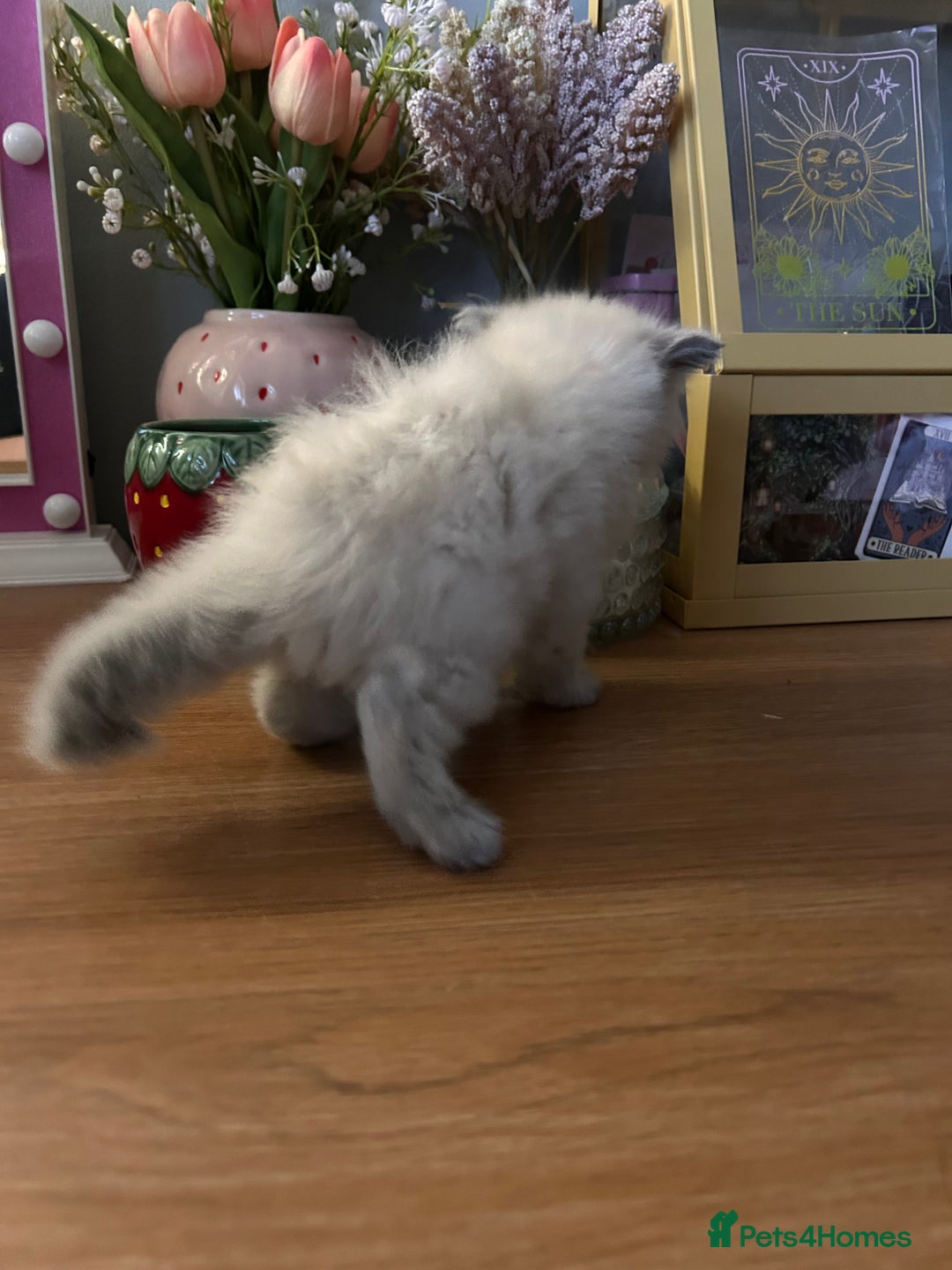 Ragdoll cats for sale: Beautiful pure ragdoll kittens  - Image 14