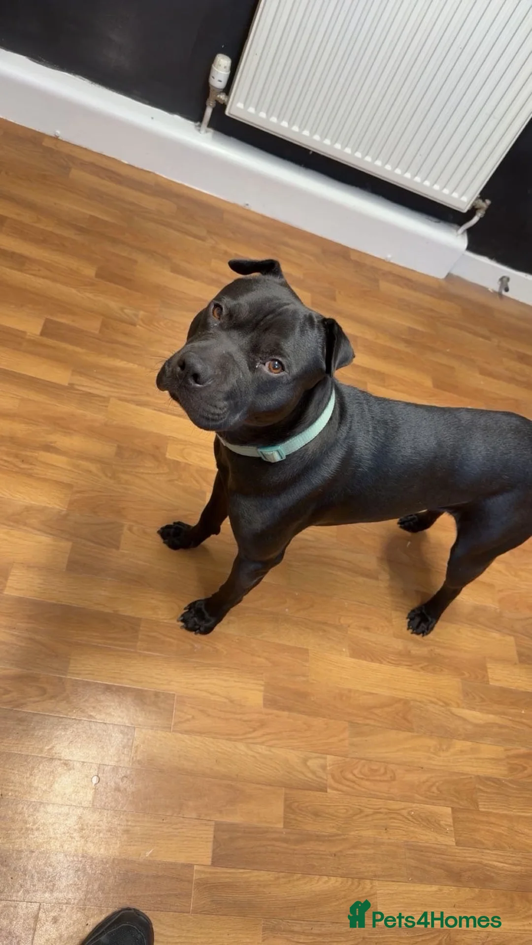 Mixed Breed dogs for sale: Staffy x shar pei  - Advert 2