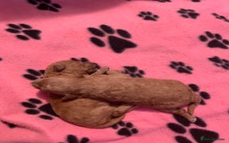 Toy Poodle dogs for sale: Last little girl toy poodle!!!! - Image 3