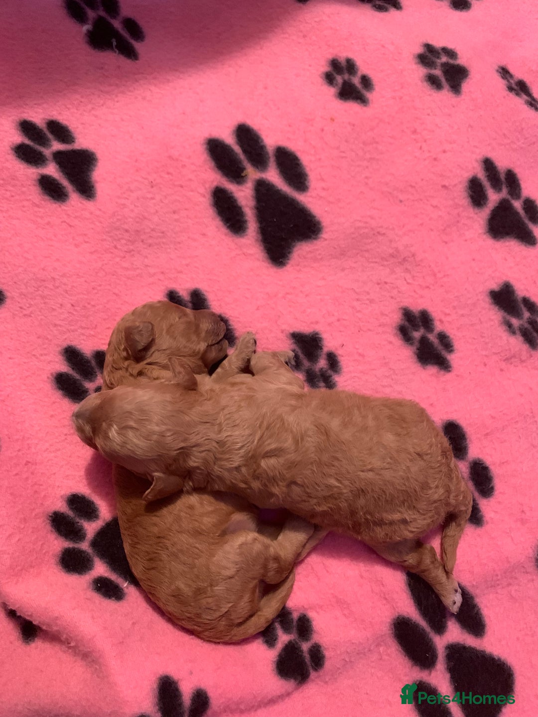Toy Poodle dogs for sale: Last little girl toy poodle!!!! - Image 3