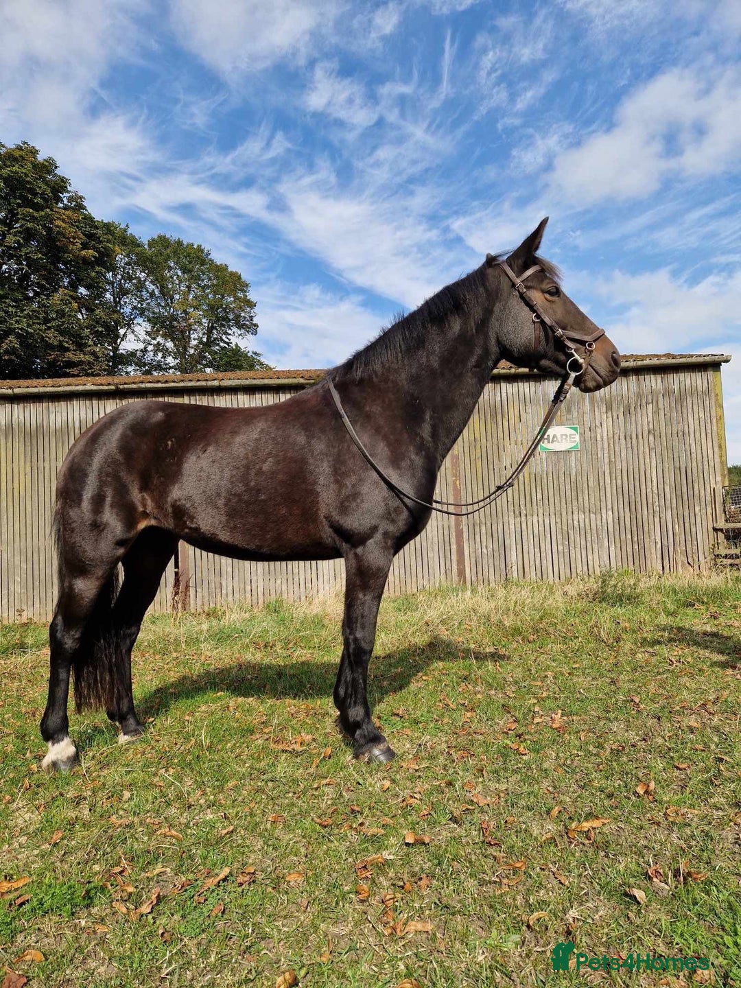 Other Breed horses for sale: Alrounder - Advert 1