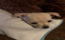 Mixed Breed dogs for sale: Mixed breed  - Advert 6