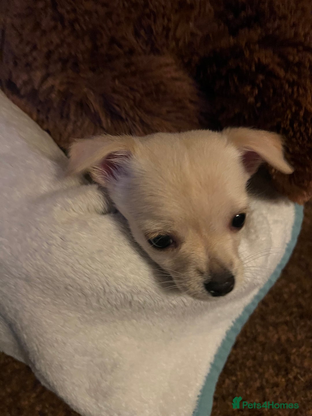 Mixed Breed dogs for sale: Mixed breed  - Advert 6