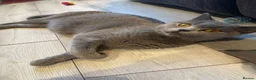 British Shorthair cats for sale: 💐British Shorthair Kittens (Blue)💐 - Advert 29
