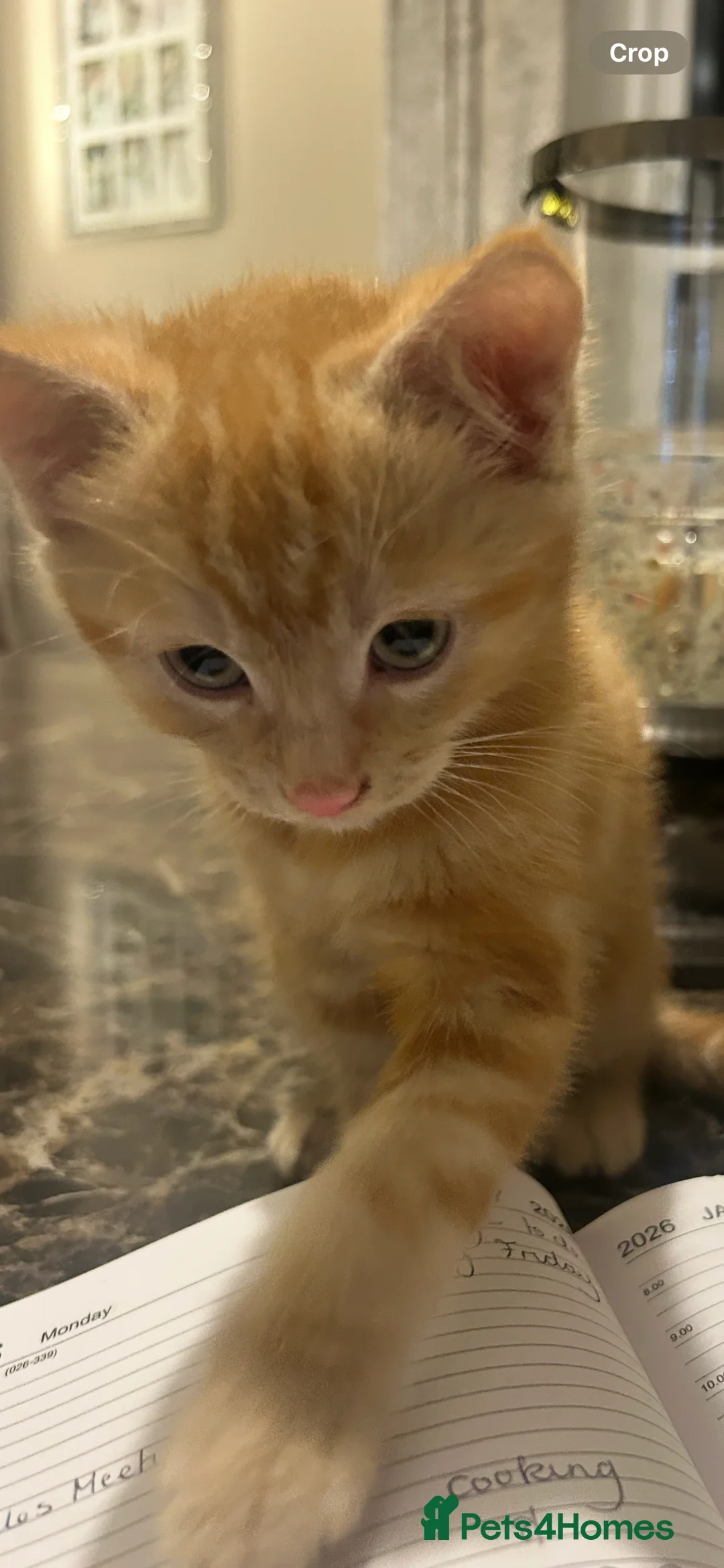 Domestic Shorthair cats for sale: Litter of two happy kittens - must stay together! - Advert 2