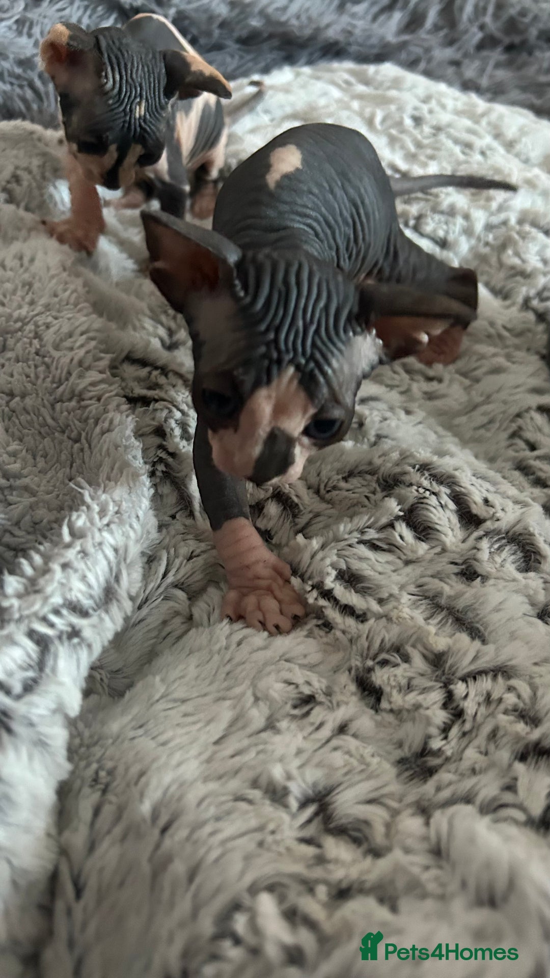 Sphynx cats for sale: Amazing colour Sphynx - Image 6