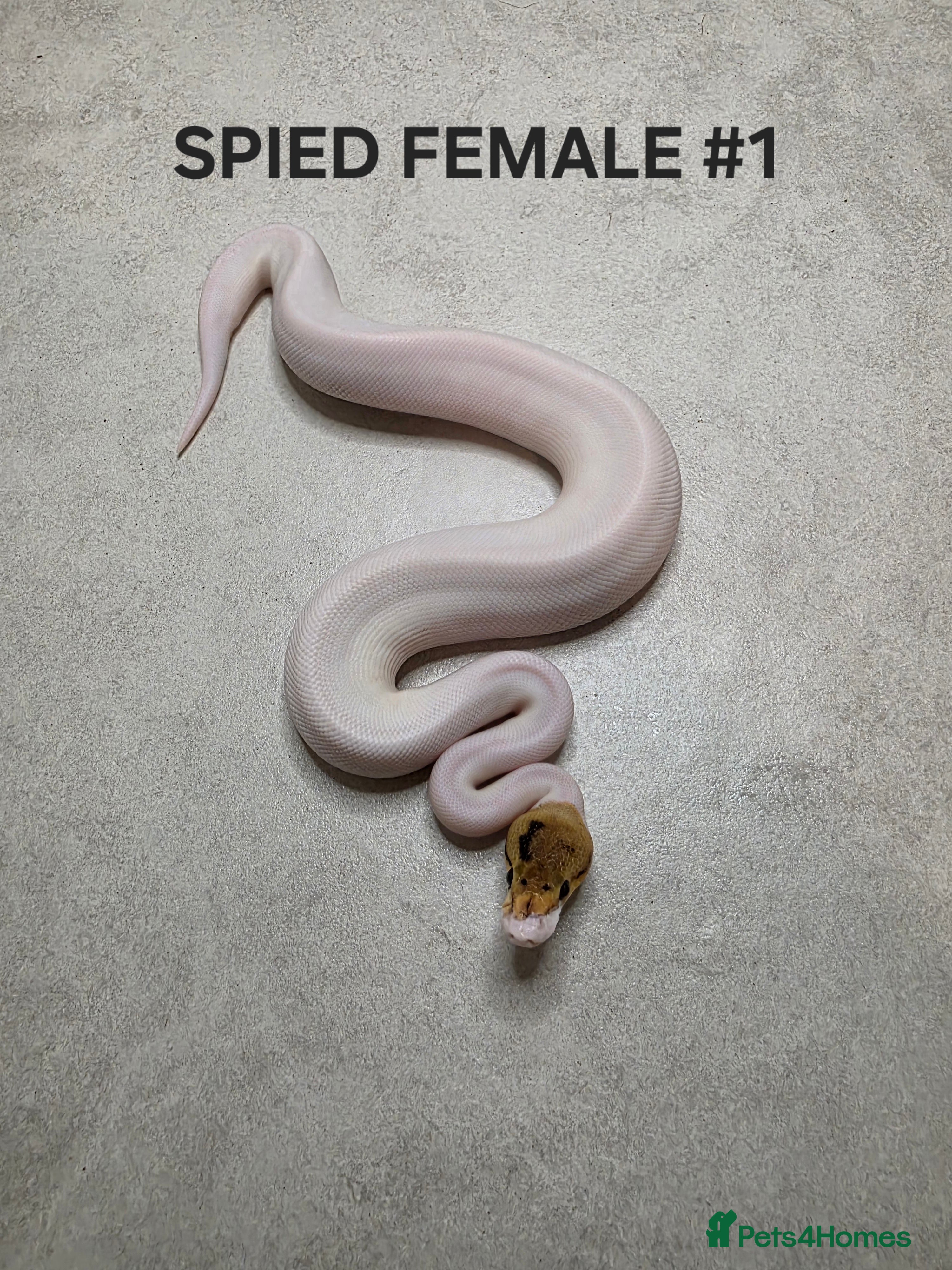 Python Snake reptiles Juvenile royal pythons ready to go  - Advert 2