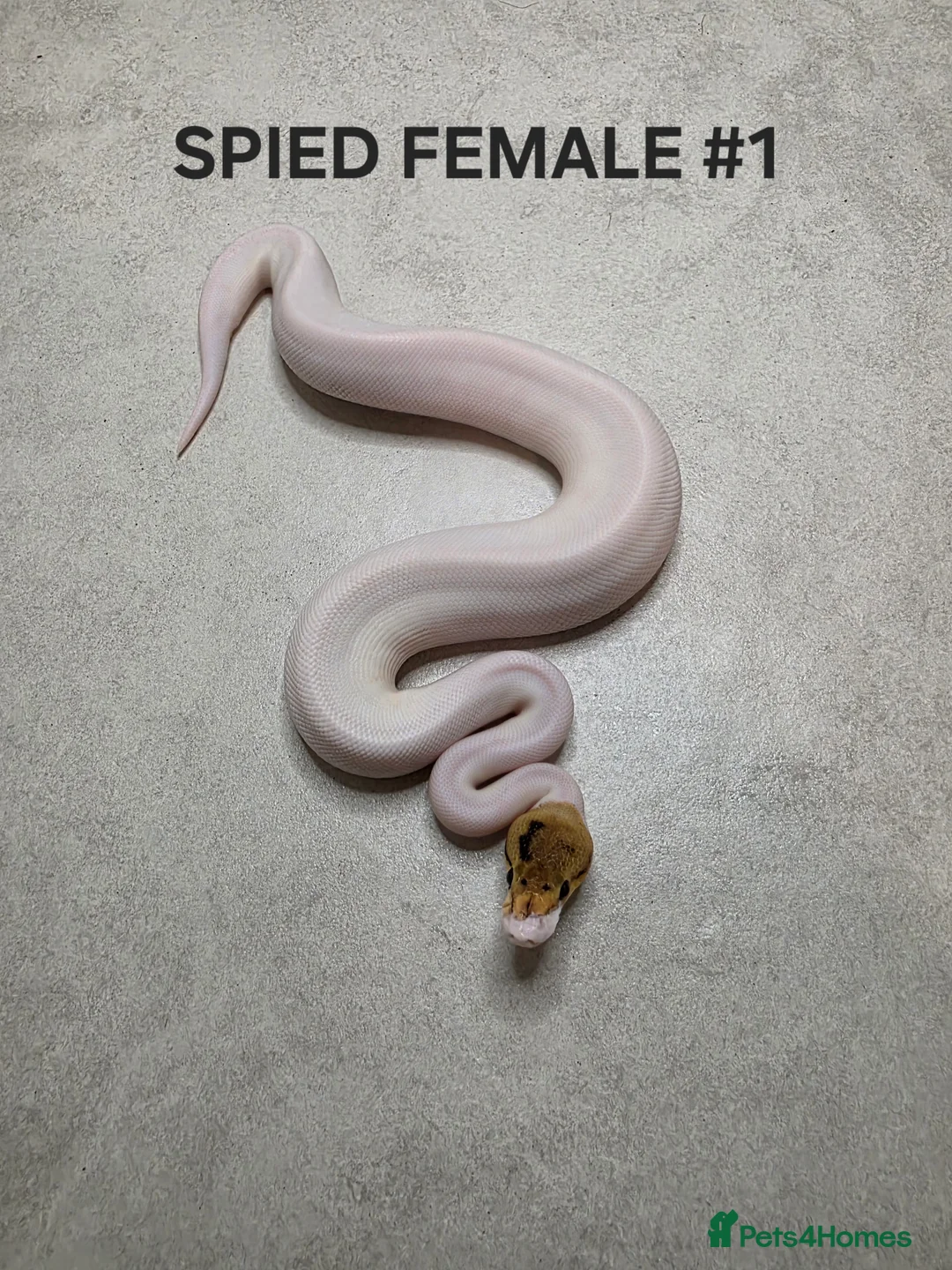 Python Snake reptiles for sale: Juvenile royal pythons ready to go  - Advert 2