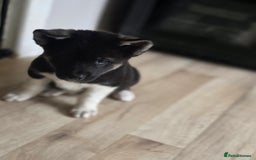 Akita dogs for sale: American akita puppies x10 - Image 17