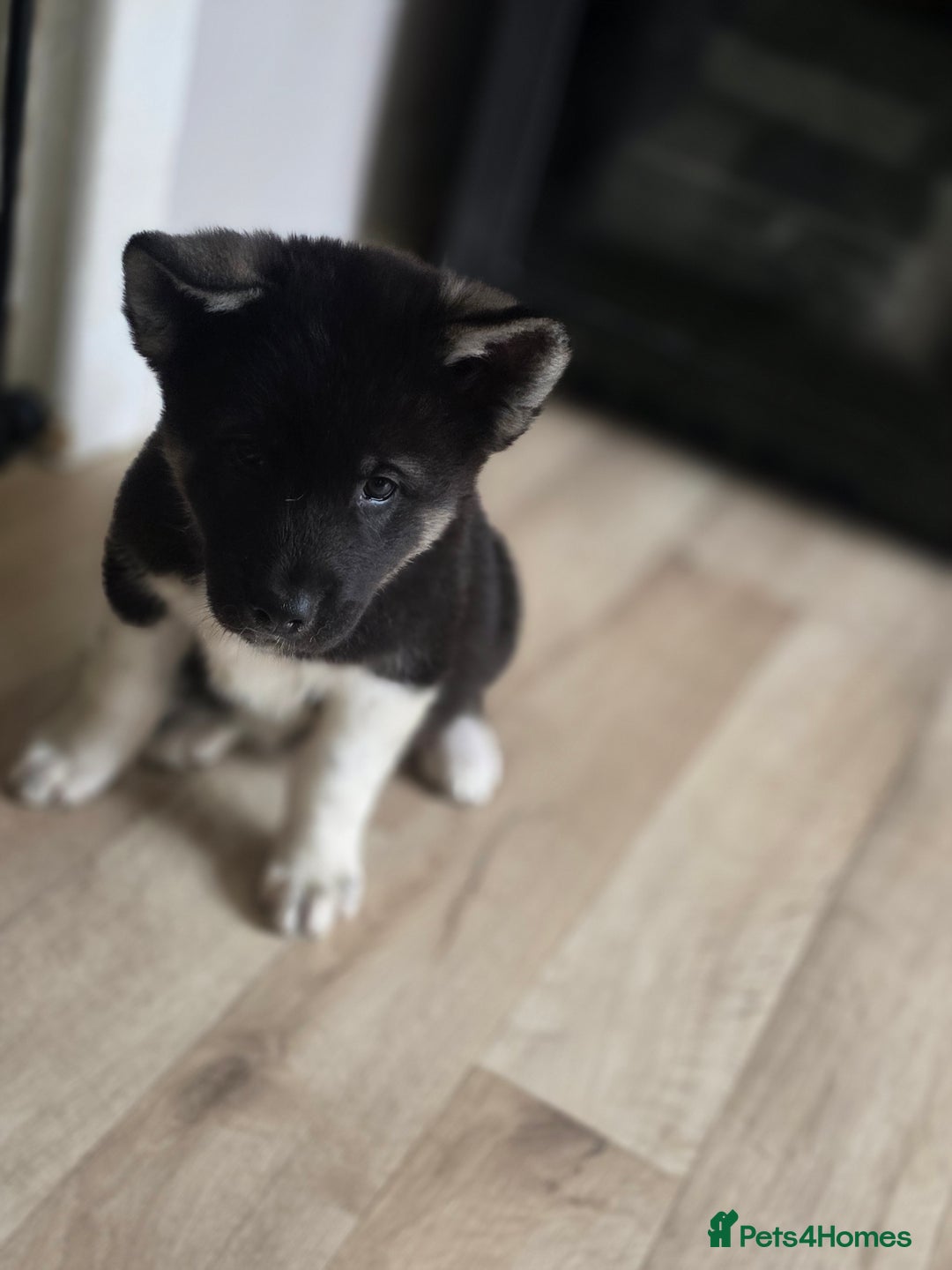 Akita dogs for sale: American akita puppies x10 - Image 17