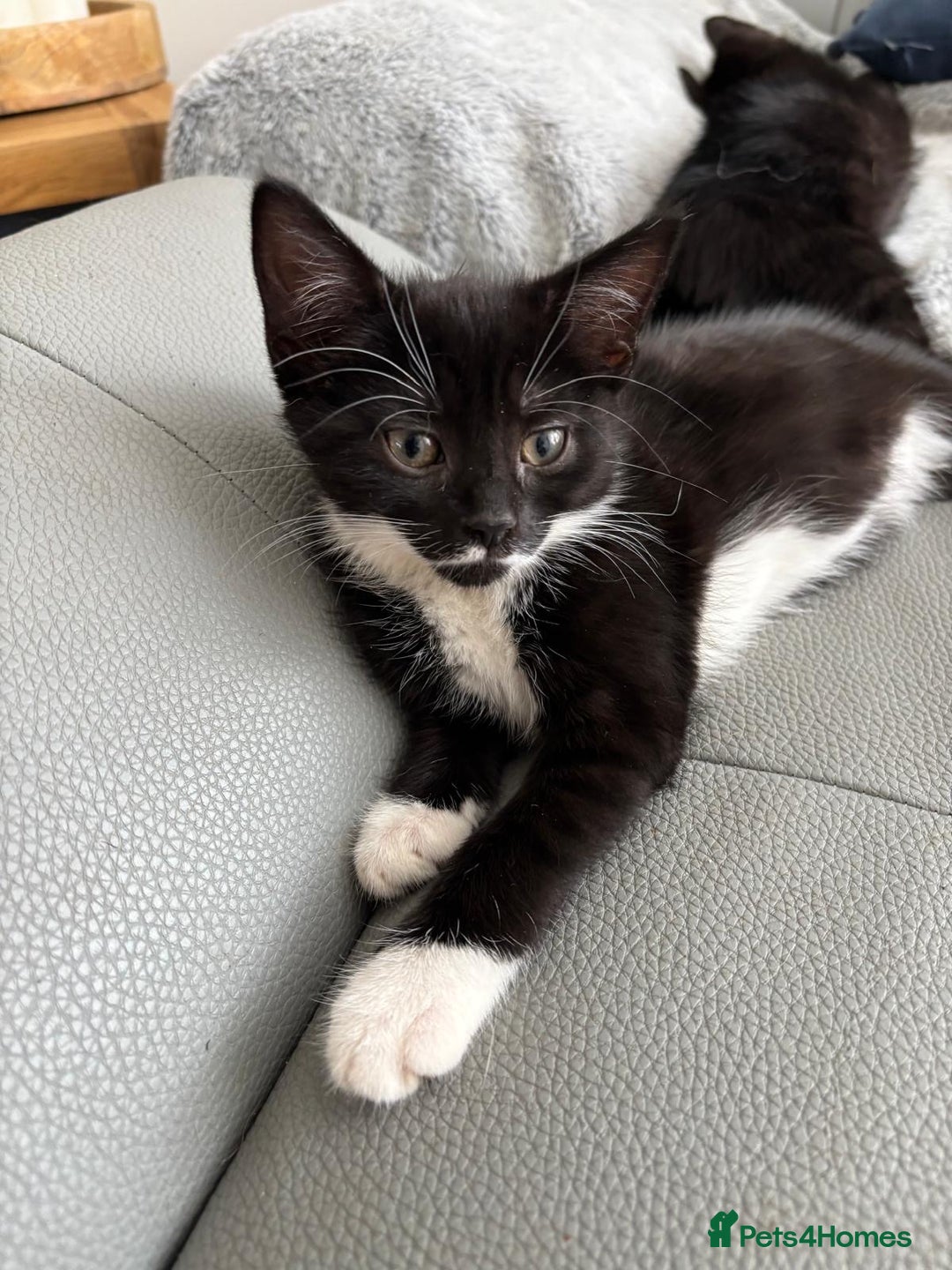Mixed Breed cats for sale: 3 playful girls  - Image 7
