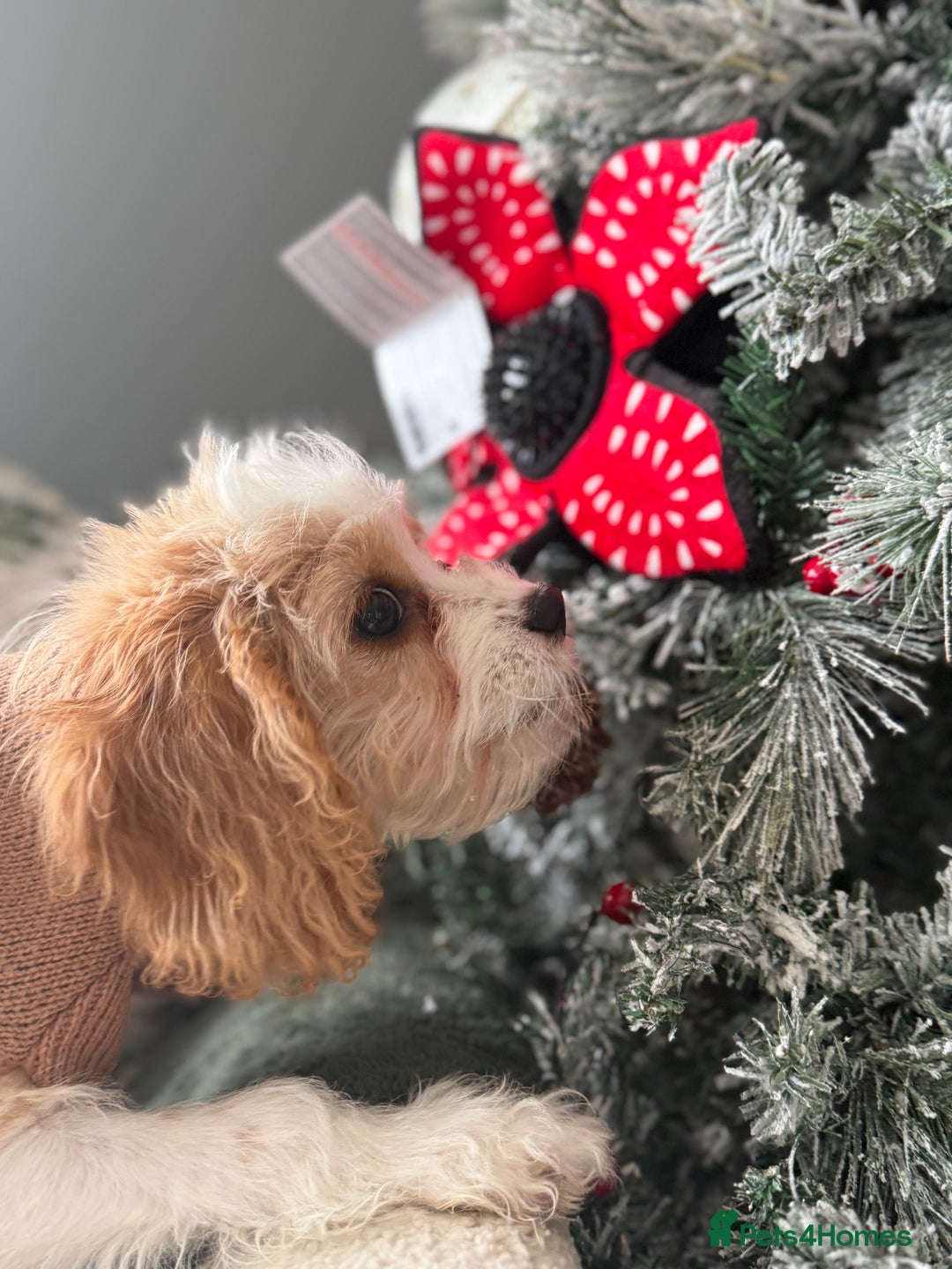 Cavapoo dogs for sale: The sweetest red and white Cavapoo girl  - Advert 4