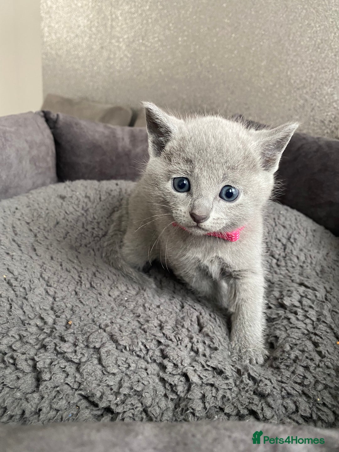 Russian Blue cats for sale: Russian blue kittens  - Advert 34